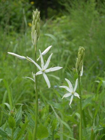 eremurus regelii
